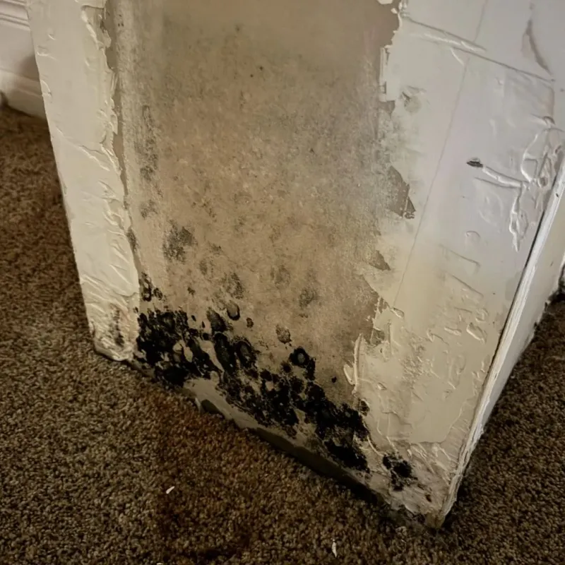 Professional Mold Removal in Monticello, LA
